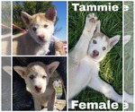 Small Photo #6 Alaskan Husky Puppy For Sale in LAKEFIELD, MN, USA