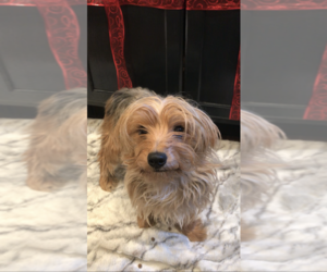 Mother of the Yorkshire Terrier puppies born on 07/10/2025