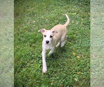 Small #2 Labrador Retriever Mix