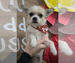 Oliver (AL) - Male ShiChi Dog for Adoption - Photo #3
