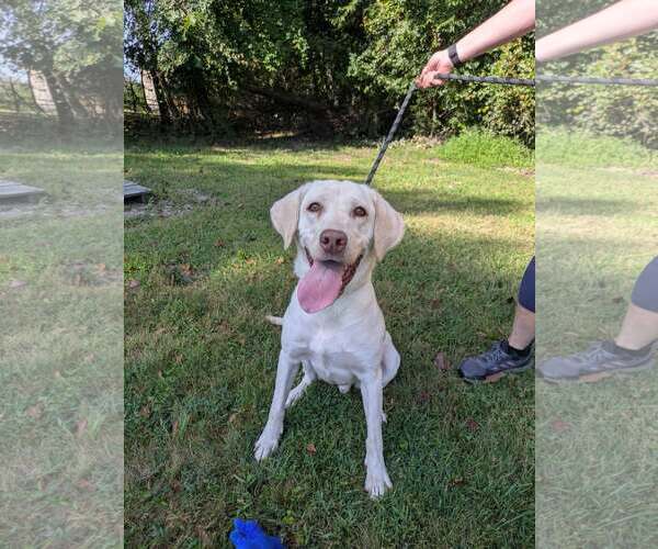 Medium Photo #3 Mutt Puppy For Sale in Thomasville, NC, USA