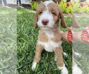 Goldendoodle Puppy for Sale in ESTERO, Florida USA