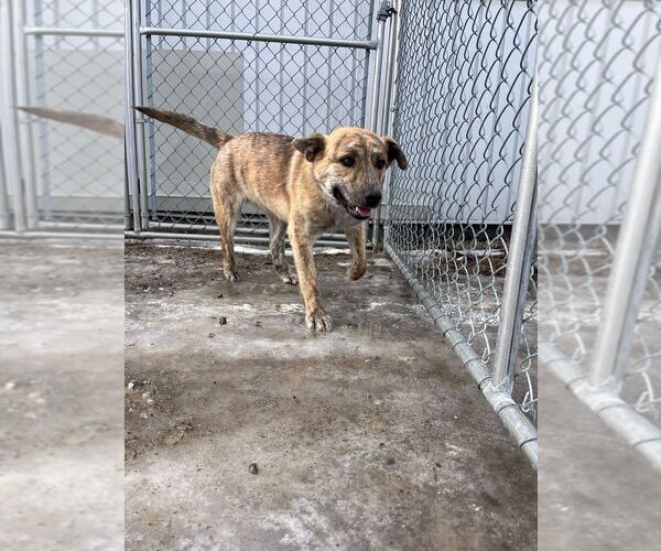 Medium Photo #3 Mutt Puppy For Sale in Calgary, Alberta, Canada