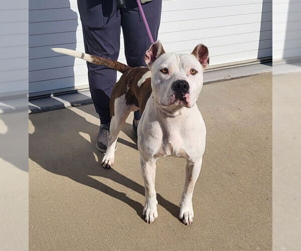 Medium Photo #1 American Bulldog-Unknown Mix Puppy For Sale in Louisville, KY, USA