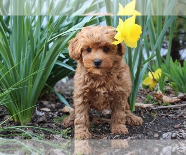 Medium Photo #1 Goldendoodle Puppy For Sale in NAPLES, FL, USA