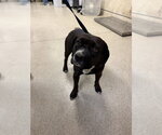 Small Mutt