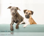 Small #4 American Pit Bull Terrier-German Shepherd Dog Mix