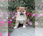 Small Shiba Inu