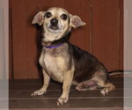 Small #2 Chiweenie