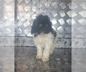 Poodle (Toy) Puppy for Sale in GOSHEN, Indiana USA