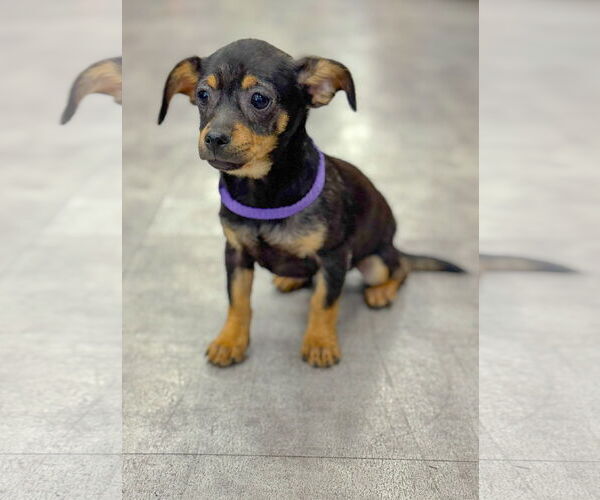 Medium Photo #1 Chihuahua-Unknown Mix Puppy For Sale in PIPE CREEK, TX, USA