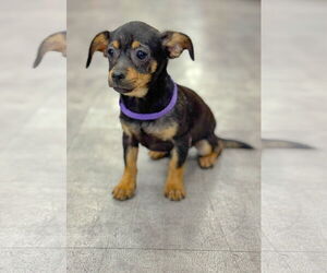 Chihuahua-Unknown Mix Dogs for adoption in PIPE CREEK, TX, USA