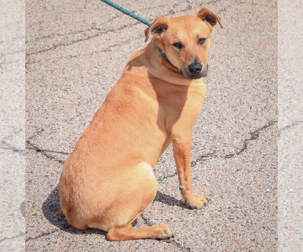 Medium Photo #4 Boxer-Unknown Mix Puppy For Sale in Huntley, IL, USA