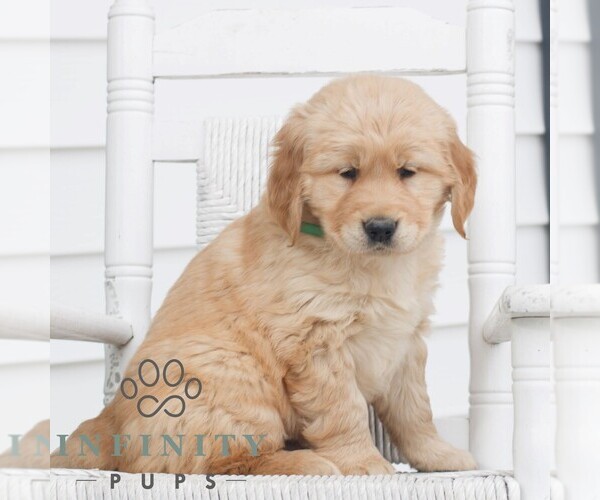 Medium Photo #4 Golden Retriever Puppy For Sale in COATESVILLE, PA, USA