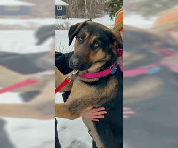 Medium Photo #1 Mutt Puppy For Sale in Minneapolis, MN, USA