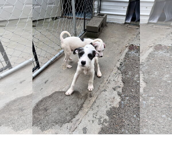 Medium Photo #3 Mutt Puppy For Sale in Tracy City, TN, USA
