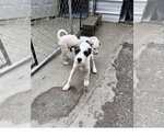 Small #2 Mutt