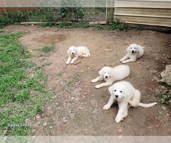 Medium Photo #6 Great Pyrenees Puppy For Sale in SCOTTSVILLE, KY, USA