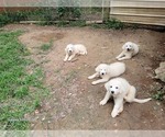 Small #5 Great Pyrenees