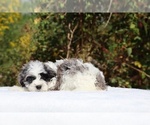 Small #11 ShihPoo