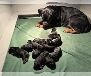 Rottweiler Puppy for sale in NORMAL, IL, USA