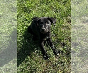 Labrador Retriever Puppy for sale in FRANKLIN, IN, USA