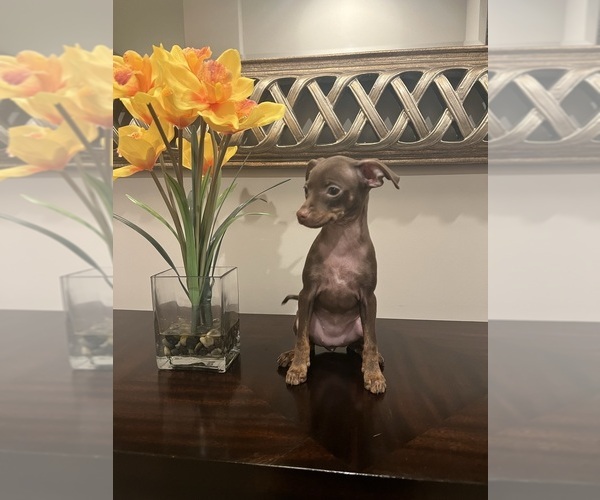 Medium Photo #1 Miniature Pinscher Puppy For Sale in BALTIMORE, MD, USA