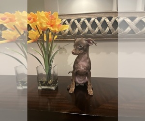 Miniature Pinscher Puppy for sale in BALTIMORE, MD, USA