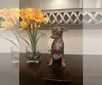 Small Photo #1 Miniature Pinscher Puppy For Sale in BALTIMORE, MD, USA