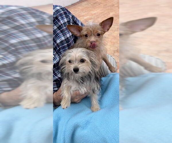 Medium Photo #1 Mutt Puppy For Sale in Weston, FL, USA