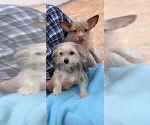 Mutt Dogs for adoption in Weston, FL, USA