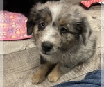Small #7 Miniature Australian Shepherd