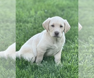 Labrador Retriever Litter for sale in ALBANY, MO, USA