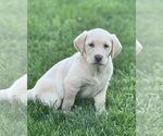 Image preview for Ad Listing. Nickname: Litter of 3