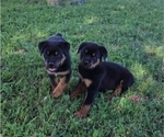 Small #1 Rottweiler