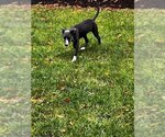 Small Photo #14 American Pit Bull Terrier-Unknown Mix Puppy For Sale in Rockaway, NJ, USA