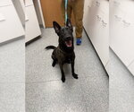Small #3 Holland Shepherd Mix