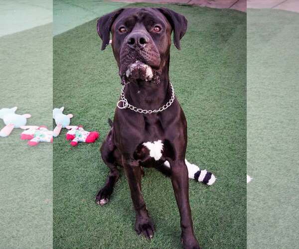 Medium Photo #2 Mastiff-Unknown Mix Puppy For Sale in phoenix, AZ, USA
