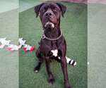 Small #1 Mastiff Mix