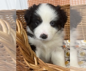 Miniature Australian Shepherd Puppy for sale in PENSACOLA, FL, USA