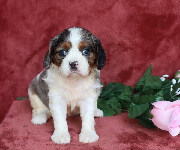 Medium Photo #1 Cavalier King Charles Spaniel Puppy For Sale in FREDERICKSBG, OH, USA