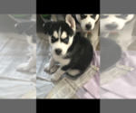 Small Photo #9 Siberian Husky Puppy For Sale in BROCKTON, MA, USA