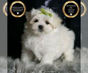 Medium Maltese