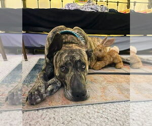 Great Dane Dogs for adoption in Bullard, TX, USA