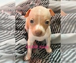Puppy Puppy 3 American Hairless Terrier