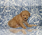 Small Photo #3 Goldendoodle Puppy For Sale in PORT TREVORTON, PA, USA