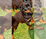 Small Rottweiler