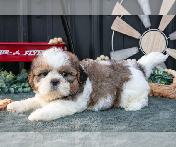 Medium Photo #11 Shih Tzu Puppy For Sale in CLARE, MI, USA