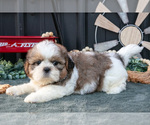 Puppy Conley Shih Tzu