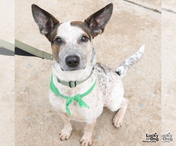 Medium Photo #3 Mutt Puppy For Sale in Washington, DC, USA